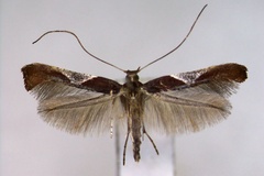 Caloptilia celtidis