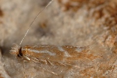 Phyllonorycter triflorella