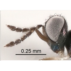 /filer/webapps/moths_gc/media/images/B/berberidella_Phyllonorycter_parasitoid7_Nunes-etal_2026_146.jpg
