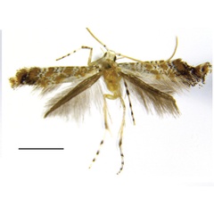 /filer/webapps/moths_gc/media/images/H/hederae_Eumetriochroa_A_Bai-et-al_2016_142.jpg