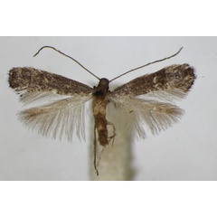 /filer/webapps/moths_gc/media/images/L/latifoliella_Metriochroa_A_ZSM.jpg