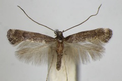 Metriochroa latifoliella