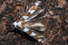 Cryptolectica terminalina