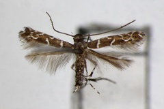 Systoloneura geometropis