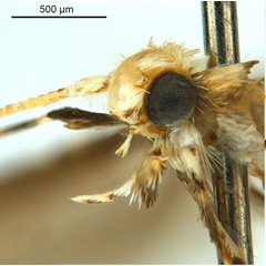 /filer/webapps/moths_gc/media/images/M/macaranga_Polydema_HT_head2_ANIC.jpg
