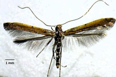 Caloptilia perseae