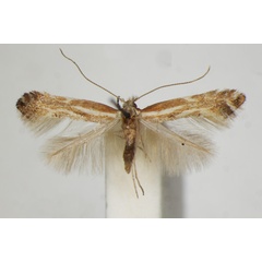 /filer/webapps/moths_gc/media/images/C/cytisella_Phyllonorycter_A_ZSM_2.jpg