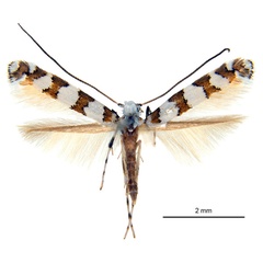 /filer/webapps/moths_gc/media/images/L/lambertiae_Gibbovalva_HT_De-Prins-etal_2025_270.jpg