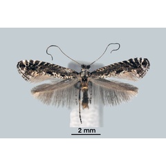 /filer/webapps/moths_gc/media/images/A/atripalpella_Parornix_A_ZSM.jpg