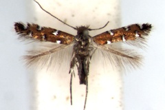 Porphyrosela gautengi