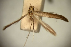 Caloptilia corrugata