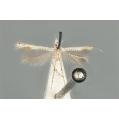 /filer/webapps/moths_gc/media/images/M/maculosa_Cuphodes_PLT_ANIC31-053582_wing.jpg