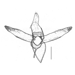 /filer/webapps/moths_gc/media/images/M/melhaniella_Cameraria_GM_Triberti-etal_2024_41.jpg