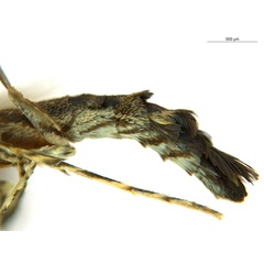 /filer/webapps/moths_gc/media/images/O/oxyloga_Diphtheroptila_AM_abdomen_NULT025053.jpg