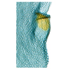 /filer/webapps/moths_gc/media/images/C/cairna_Diphtheroptila_HT_GF_signum_NULT025275_ANIC.jpg