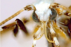 Gibbovalva lambertiae
