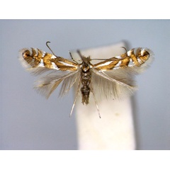 /filer/webapps/moths_gc/media/images/D/deschkai_Phyllonorycter_PT_female.jpg