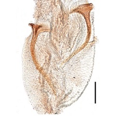 /filer/webapps/moths_gc/media/images/X/xanrhopharella_Caloptilia_AF_RMNH.INS.25558_GF_bursa_Guiguet-et-al_123.jpg