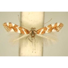 /filer/webapps/moths_gc/media/images/R/rhynchosiae_Phyllonorycter_PT_TMSA6380.jpg