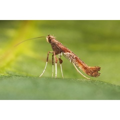 /filer/webapps/moths_gc/media/images/H/hemidactylella_Caloptilia_RV_02.jpg