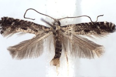 Parornix scoticella