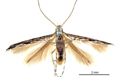 Stomphastis dhileepani