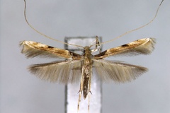 Acrocercops distylii