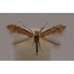 /filer/webapps/moths_gc/media/images/V/viminiella_Phyllonorycter_A_Langmaid_04.jpg