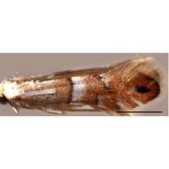 /filer/webapps/moths_gc/media/images/C/caraganella_Phyllonorycter_A_Kirichenko-et-al_2019c_14.jpg