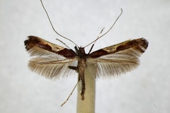 Caloptilia fidella