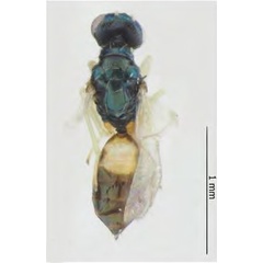 /filer/webapps/moths_gc/media/images/I/issikii_Phyllonorycter_Elachertus_fenestratus_Kosheleva_et_al._2022_10.jpg