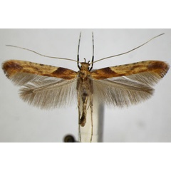 /filer/webapps/moths_gc/media/images/H/hemidactylella_Caloptilia_A_ZSM_3.jpg