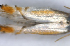 Phyllocnistis faureae