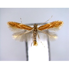 /filer/webapps/moths_gc/media/images/C/corylifoliella_Phyllonorycter_A_2_EIHU.jpg