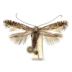 /filer/webapps/moths_gc/media/images/C/carpinella_Parornix_A_WJDP.jpg