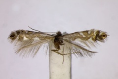 Phyllonorycter strigulatella