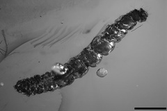 Phyllonorycter inopinata