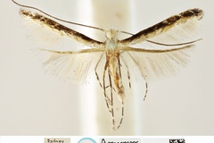 Diphtheroptila ochridorsellum