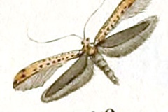 Caloptilia roscipennella