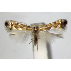 /filer/webapps/moths_gc/media/images/A/acutissimae_Phyllonorycter_PT_ZSM_2.jpg