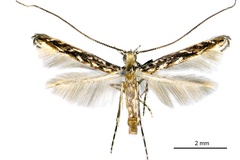 Stomphastis labyrinthica