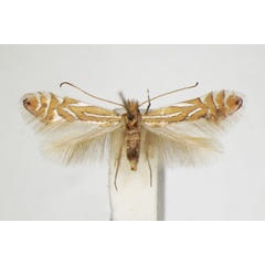 /filer/webapps/moths_gc/media/images/P/platani_Phyllonorycter_A_ZSM_2.jpg