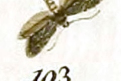 Phyllonorycter alnifoliella