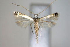 Melanocercops desiccata