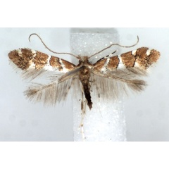 /filer/webapps/moths_gc/media/images/H/hibiscina_Phyllonorycter_AM_RMCA.jpg