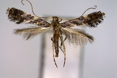Caloptilia callicarpae