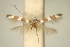 Dialectica columellina