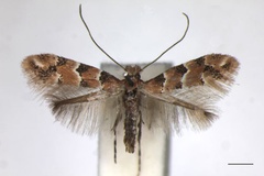 Phyllonorycter trifasciella