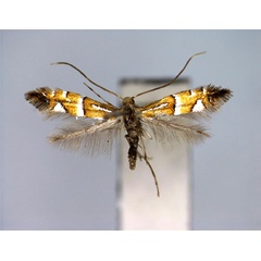 /filer/webapps/moths_gc/media/images/P/pseudolautella_Phyllonorycter_A_EIHU.jpg