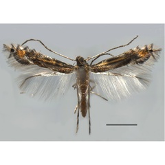 /filer/webapps/moths_gc/media/images/P/podocarpa_Phyllocnistis_HT_Liu-et-al_2018b_561_SDNU.jpg